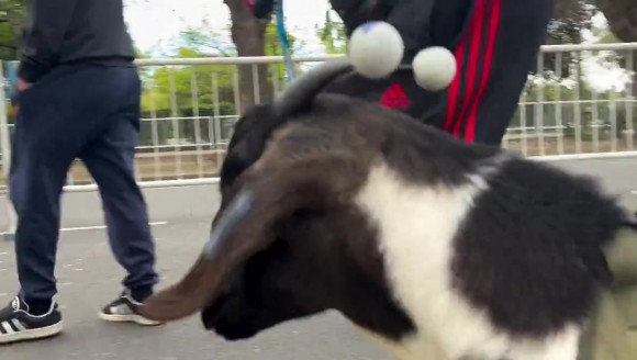 历史级GOAT联动！球迷牵山羊去球场看梅西，这排场直接拉满！